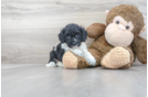 Meet Cameo - our Cockapoo Puppy Photo 2/3 - Florida Fur Babies