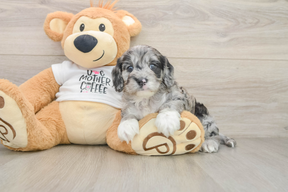 Best Cockapoo Baby