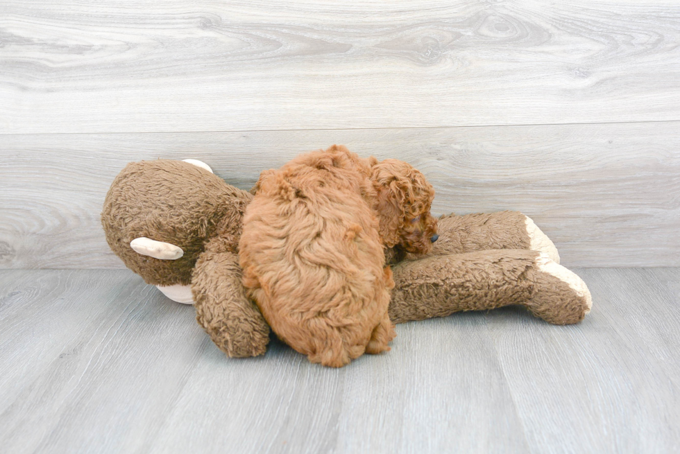 Cockapoo Puppy for Adoption