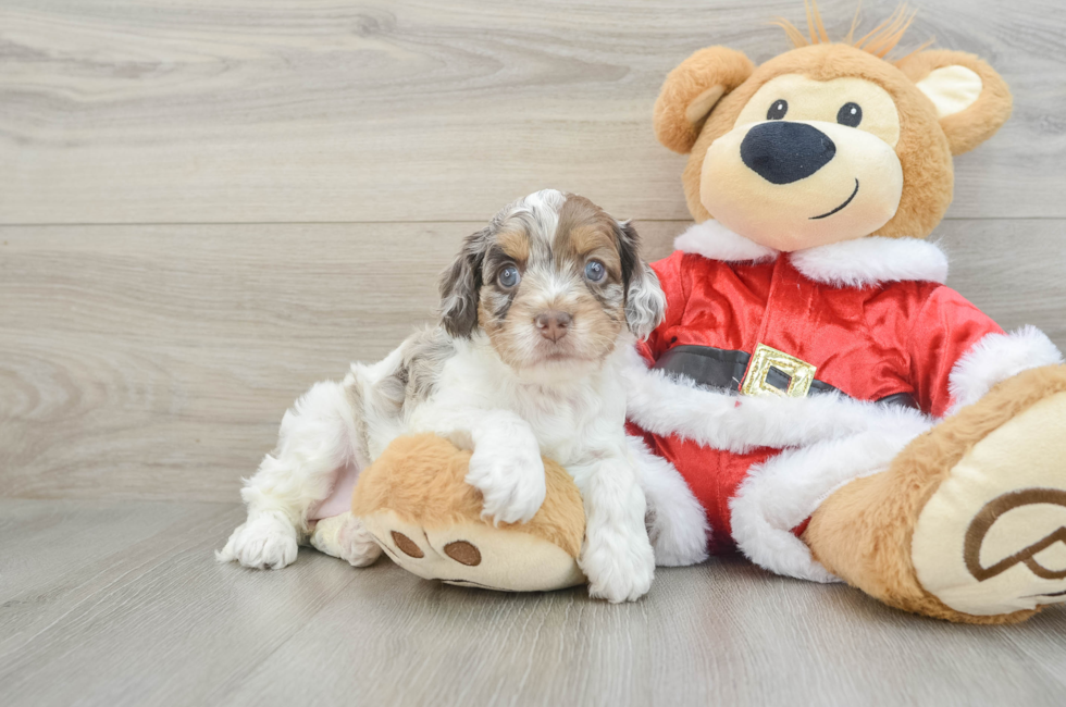 5 week old Cockapoo Puppy For Sale - Florida Fur Babies