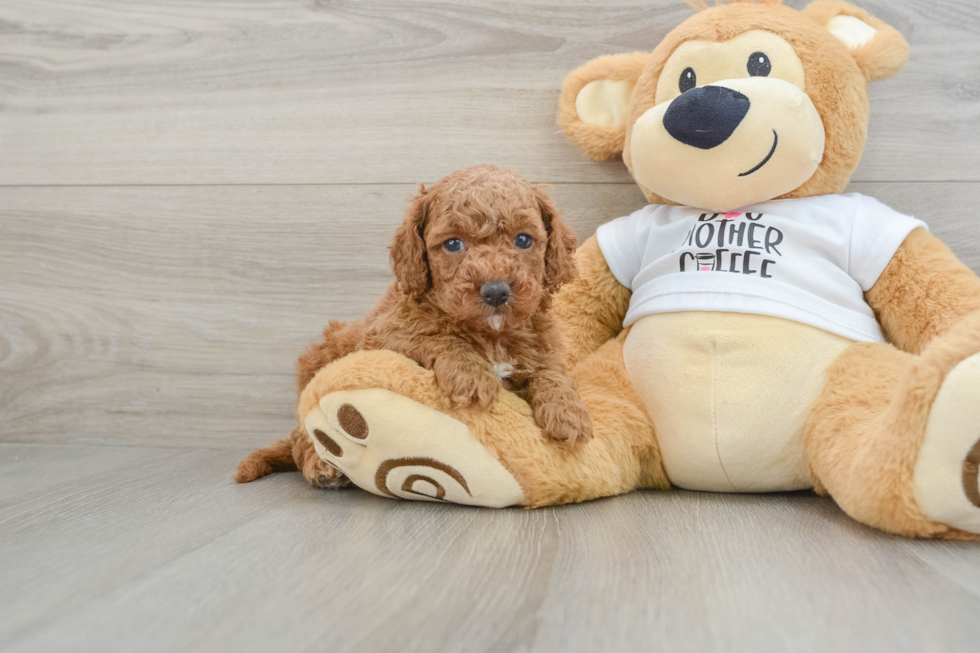 Cockapoo Pup Being Cute