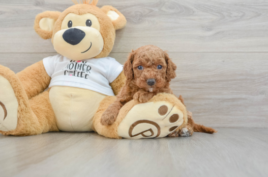 Smart Cockapoo Poodle Mix Pup