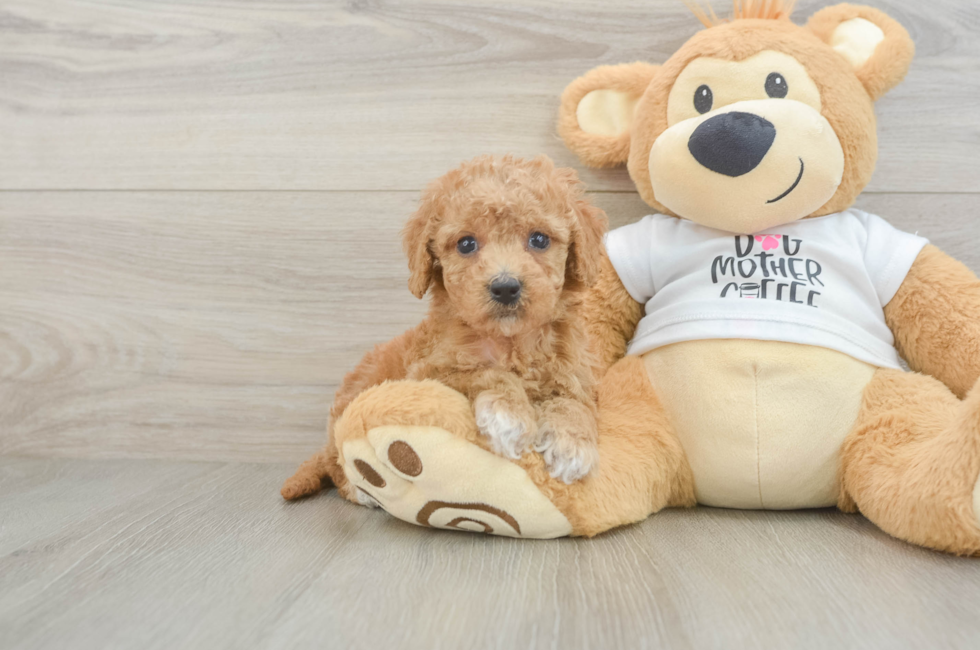 5 week old Cockapoo Puppy For Sale - Florida Fur Babies