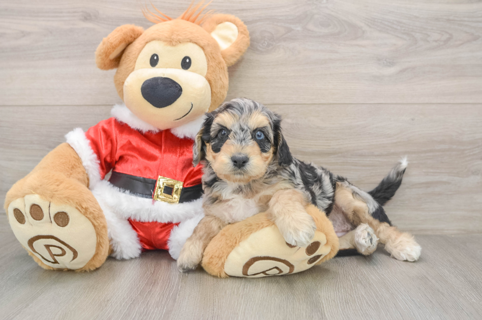 6 week old Cockapoo Puppy For Sale - Florida Fur Babies