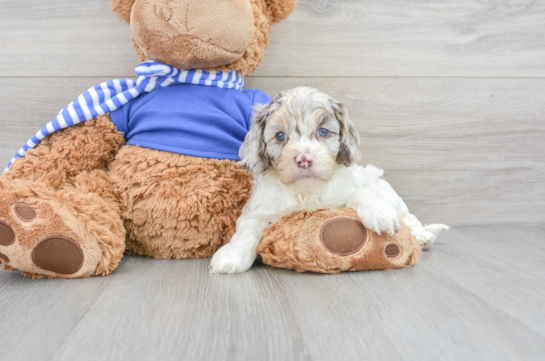 teddy bear cockapoo puppies for sale