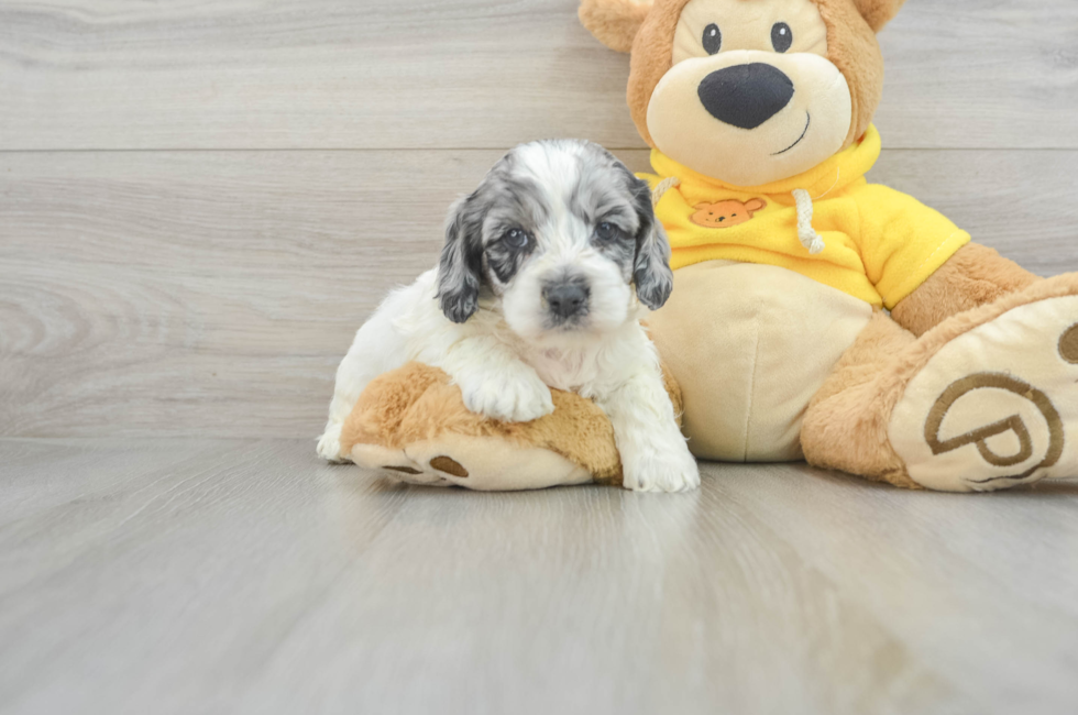 6 week old Cockapoo Puppy For Sale - Florida Fur Babies