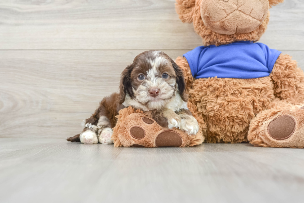 Cockapoo Puppy for Adoption