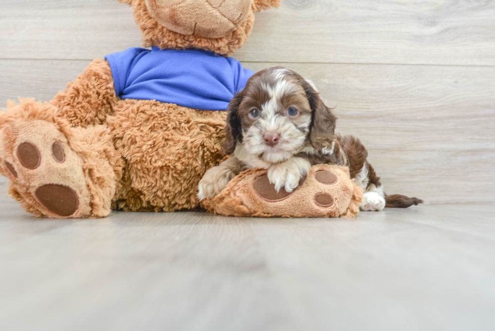 Best Cockapoo Baby