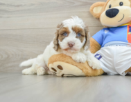 7 week old Cockapoo Puppy For Sale - Florida Fur Babies