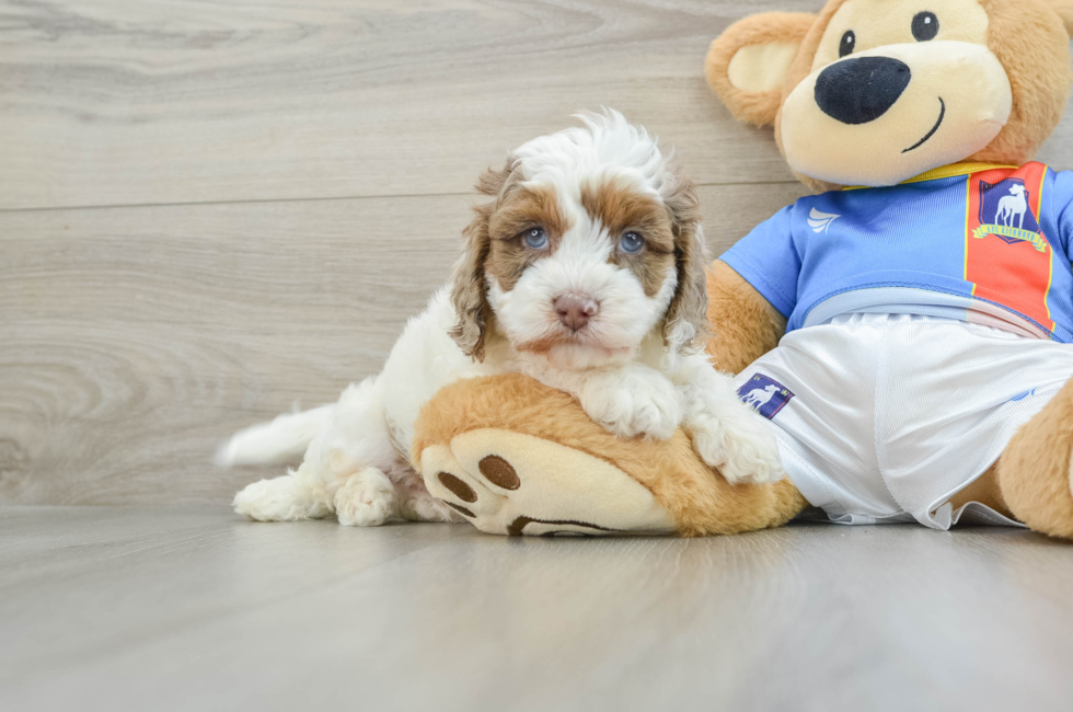 5 week old Cockapoo Puppy For Sale - Florida Fur Babies