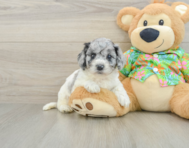 6 week old Cockapoo Puppy For Sale - Florida Fur Babies