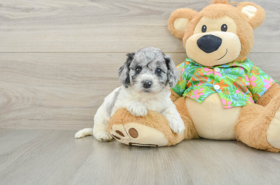 5 week old Cockapoo Puppy For Sale - Florida Fur Babies