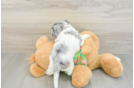 Cockapoo Puppy for Adoption