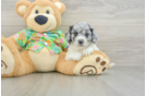 Best Cockapoo Baby