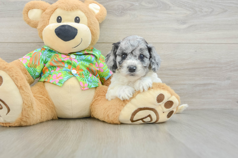 Best Cockapoo Baby