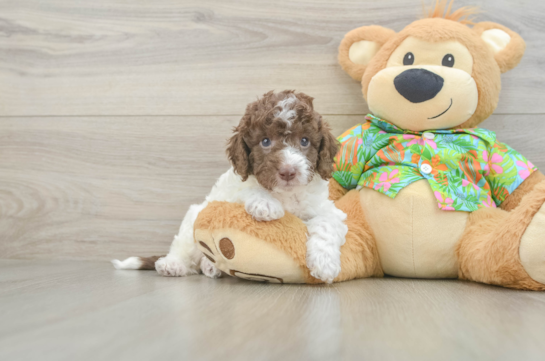 Cockapoo Pup Being Cute