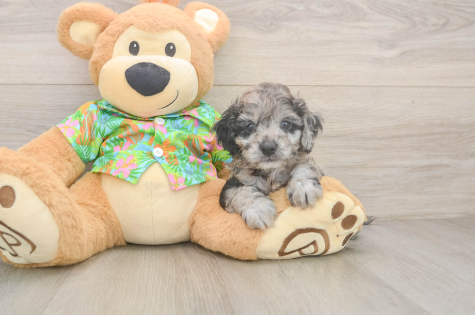 5 week old Cockapoo Puppy For Sale - Florida Fur Babies