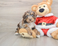 6 week old Cockapoo Puppy For Sale - Florida Fur Babies