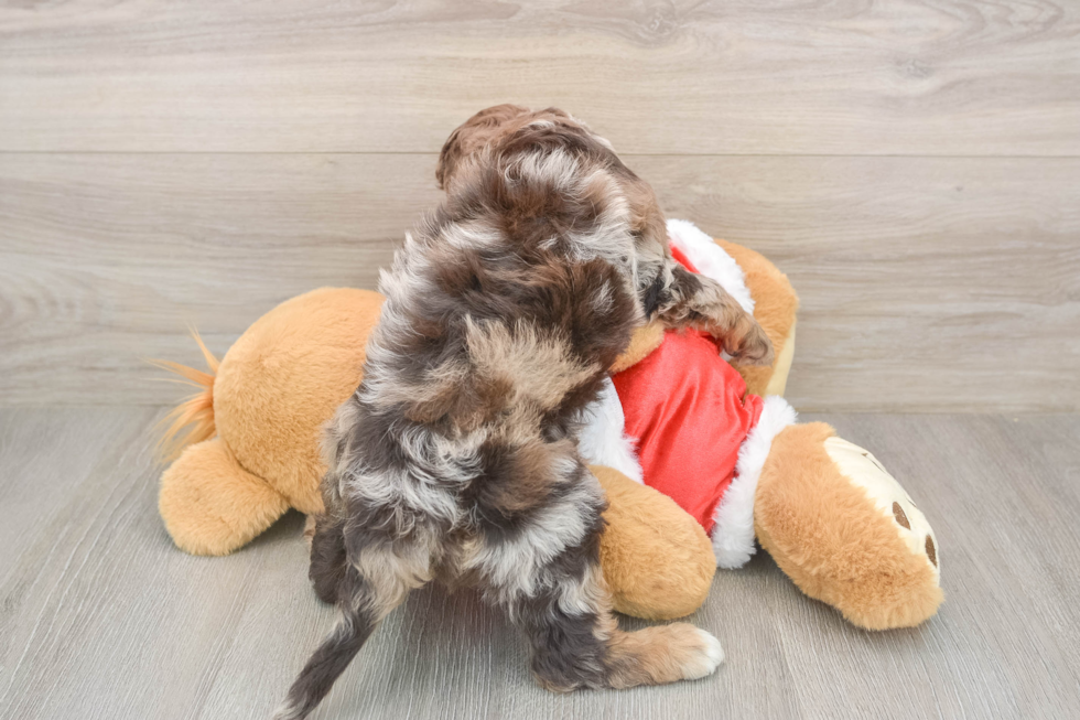 Cockapoo Pup Being Cute