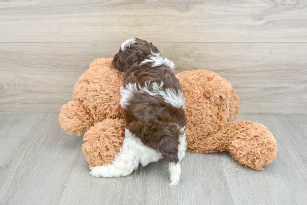 Adorable Cocker Doodle Poodle Mix Puppy