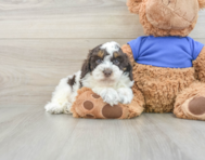 6 week old Cockapoo Puppy For Sale - Florida Fur Babies