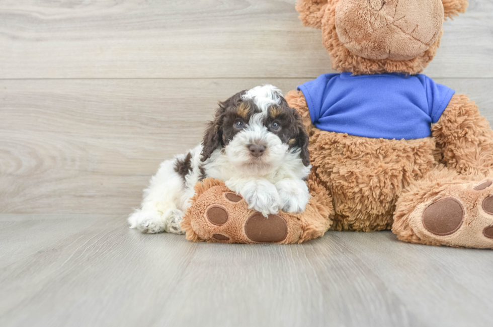 6 week old Cockapoo Puppy For Sale - Florida Fur Babies