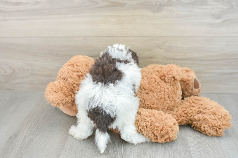 Happy Cockapoo Baby