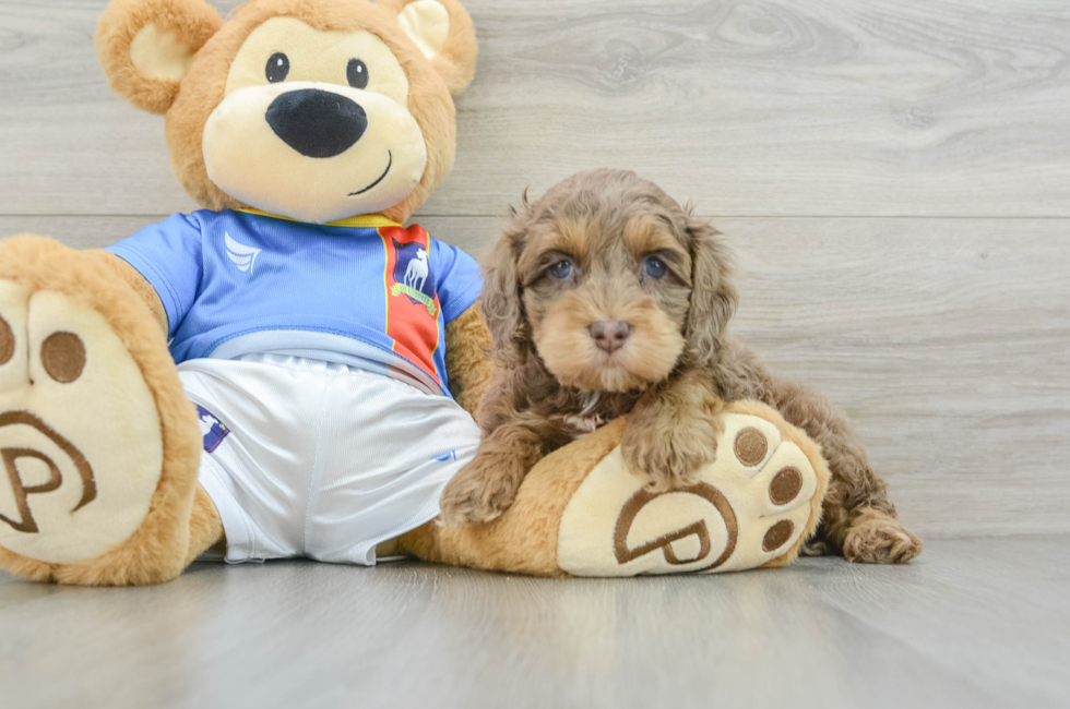 5 week old Cockapoo Puppy For Sale - Florida Fur Babies