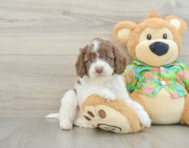 5 week old Cockapoo Puppy For Sale - Florida Fur Babies