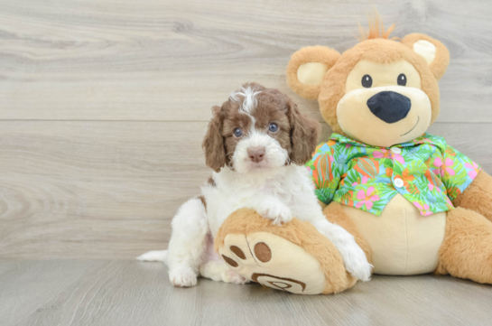 Best Cockapoo Baby