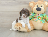 6 week old Cockapoo Puppy For Sale - Florida Fur Babies