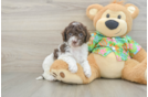 Playful Cocker Doodle Poodle Mix Puppy