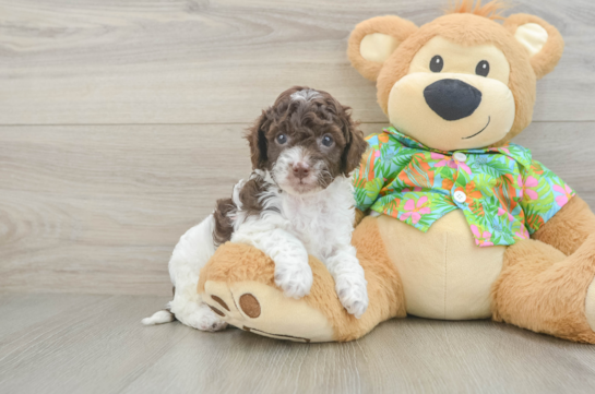 Playful Cocker Doodle Poodle Mix Puppy