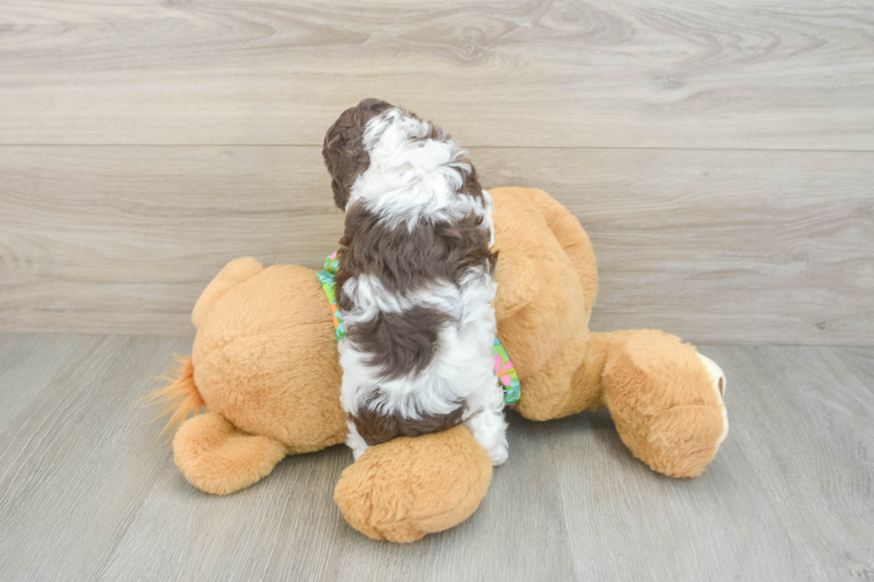 Hypoallergenic Cocker Doodle Poodle Mix Puppy