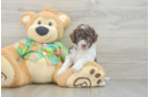 Energetic Cocker Doodle Poodle Mix Puppy