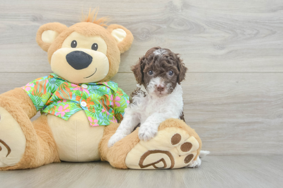 Energetic Cocker Doodle Poodle Mix Puppy