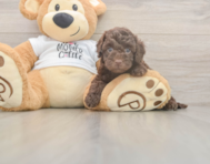 5 week old Cockapoo Puppy For Sale - Florida Fur Babies