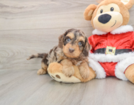 6 week old Cockapoo Puppy For Sale - Florida Fur Babies