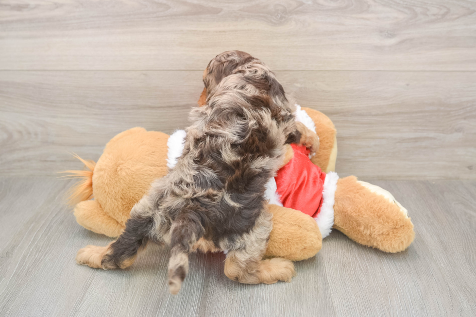 Cockapoo Pup Being Cute