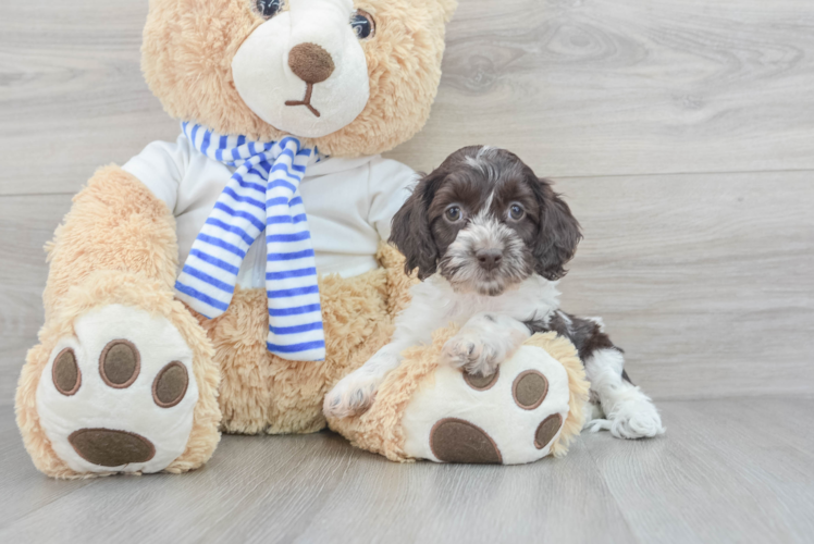 Cockapoo Pup Being Cute