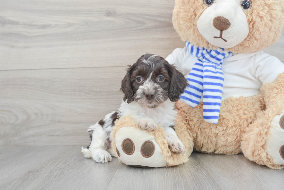 Cockapoo Pup Being Cute