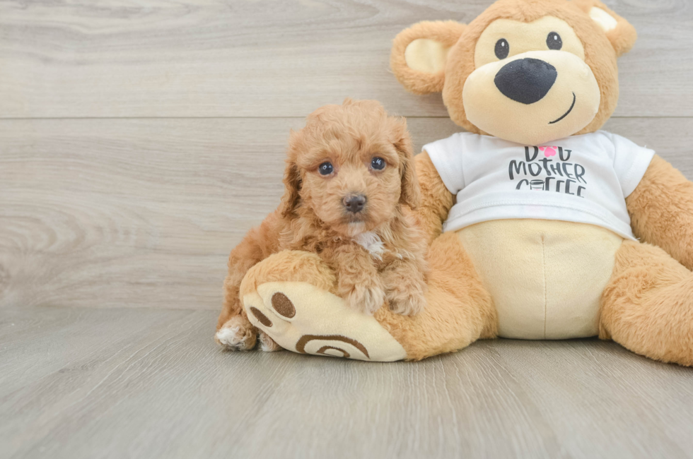 5 week old Cockapoo Puppy For Sale - Florida Fur Babies