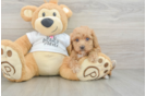 Popular Cockapoo Poodle Mix Pup