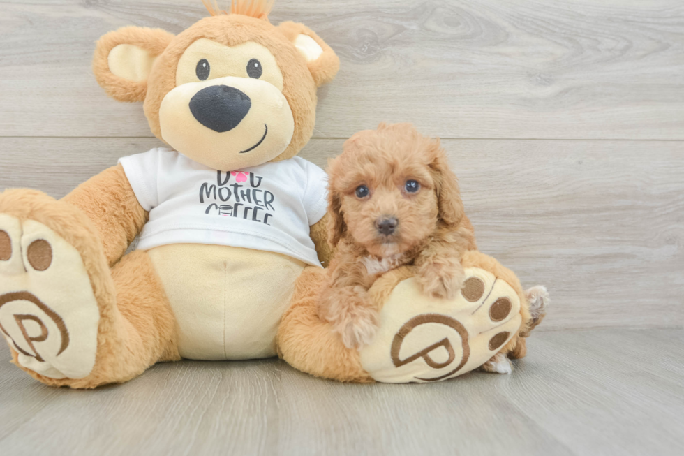 Popular Cockapoo Poodle Mix Pup