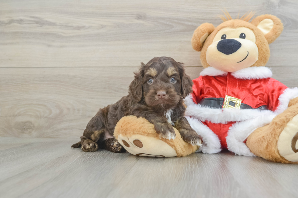 Funny Cockapoo Poodle Mix Pup