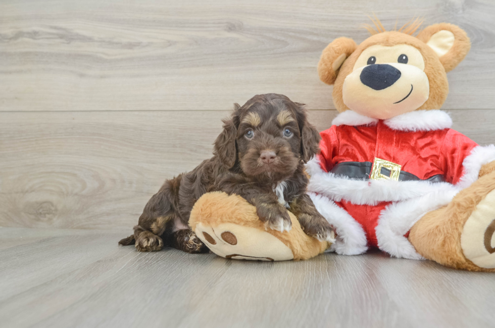 5 week old Cockapoo Puppy For Sale - Florida Fur Babies