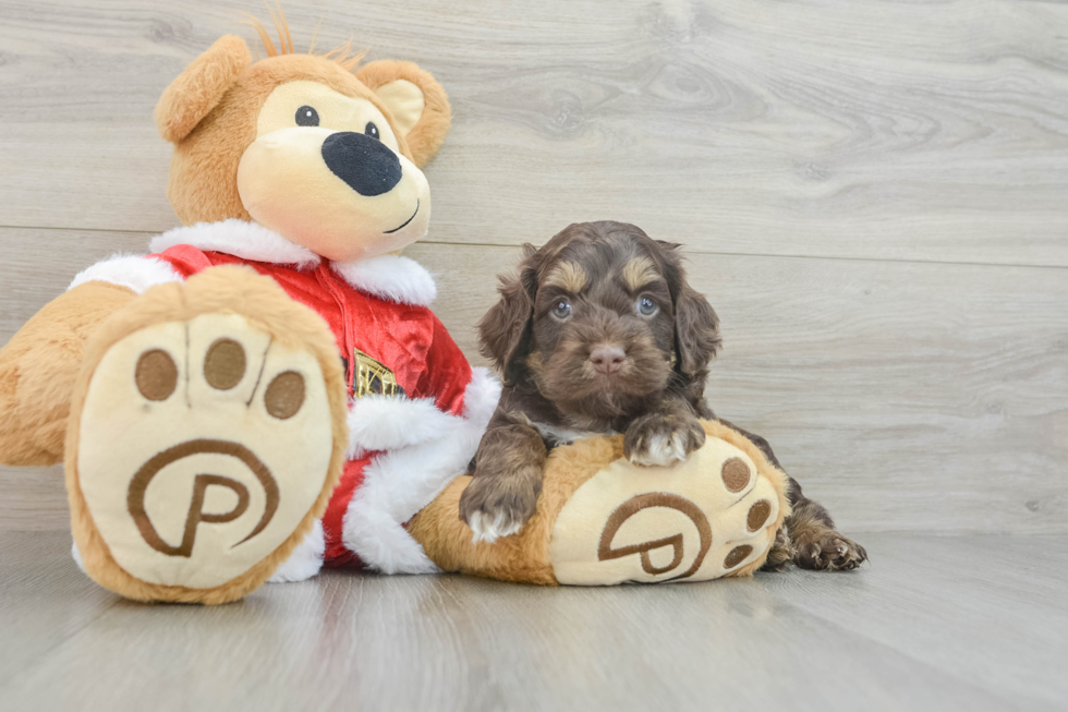 Cockapoo Pup Being Cute