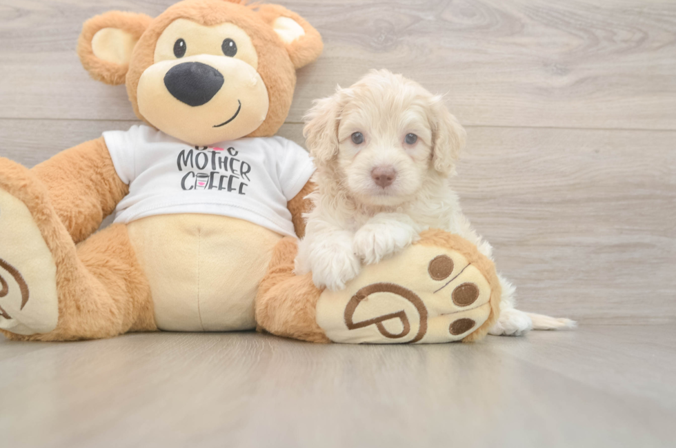 5 week old Cockapoo Puppy For Sale - Florida Fur Babies