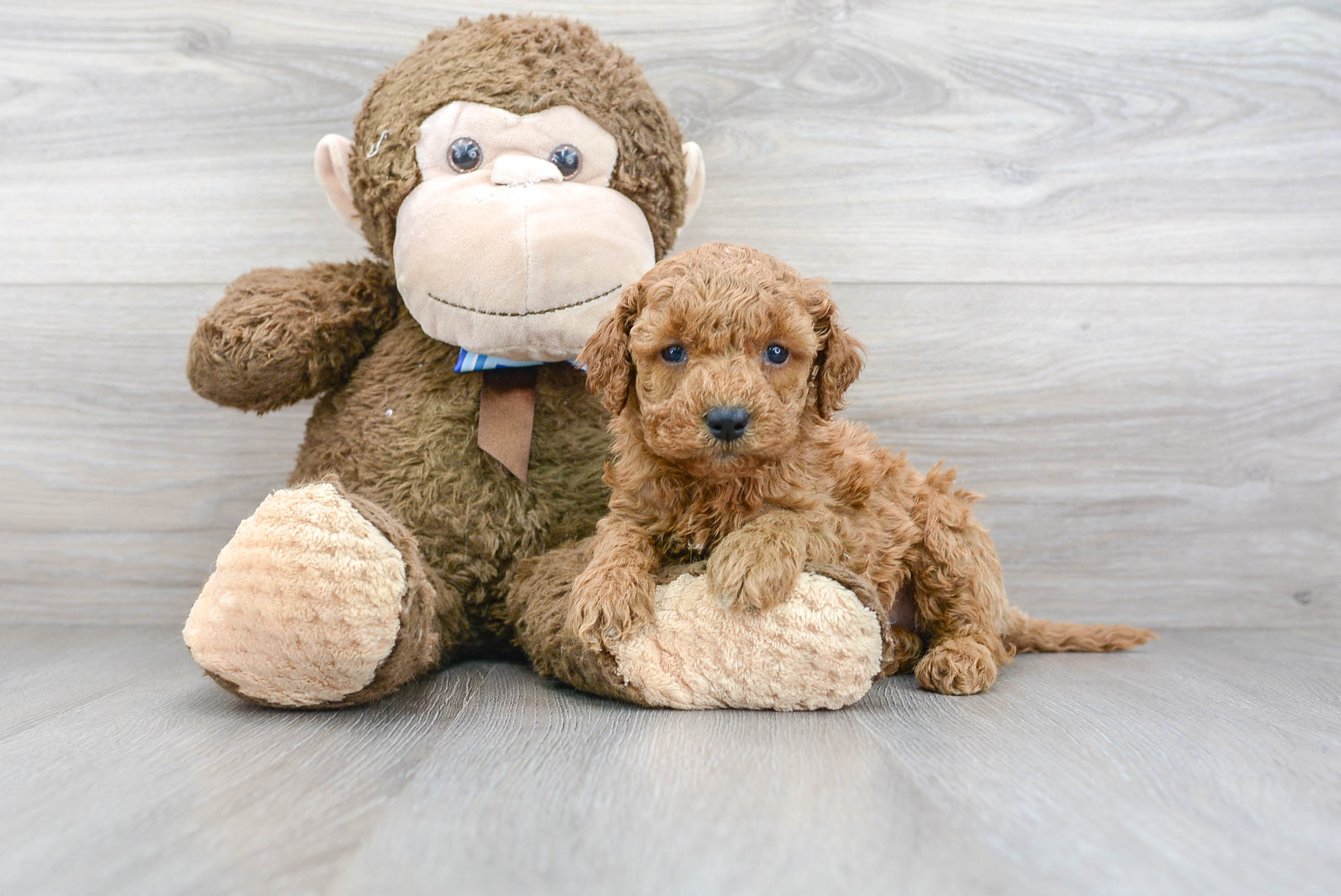 webkinz cockapoo