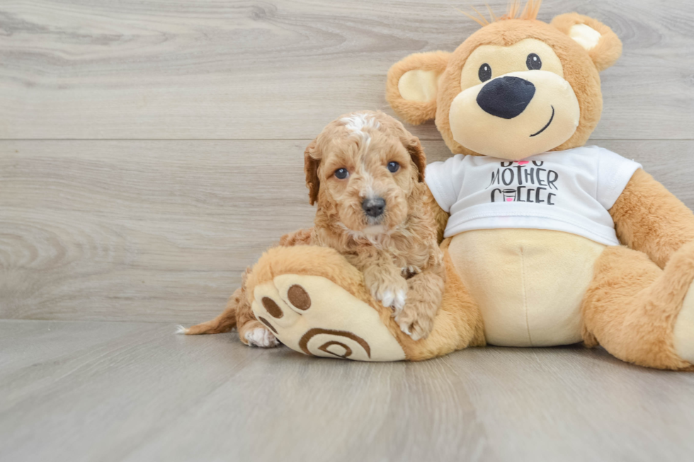 Hypoallergenic Cocker Doodle Poodle Mix Puppy